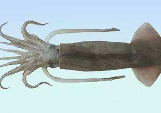 筆管魚是魷魚嗎？筆管魚和魷魚的區(qū)別