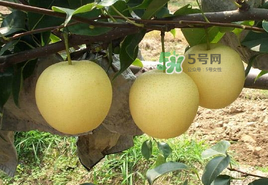 雪花梨是雪梨嗎？雪花梨和雪梨的區(qū)別