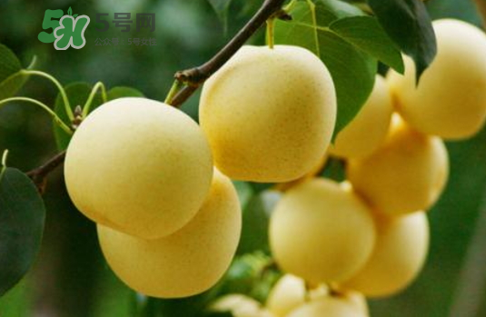 雪花梨是雪梨嗎？雪花梨和雪梨的區(qū)別