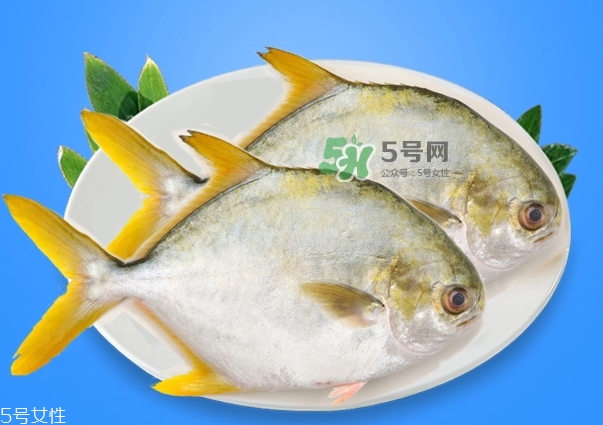 金鯧魚(yú)是海魚(yú)嗎？金鯧魚(yú)的刺多嗎？