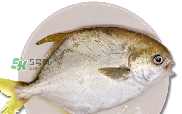 金鯧魚(yú)是海魚(yú)嗎？金鯧魚(yú)的刺多嗎？