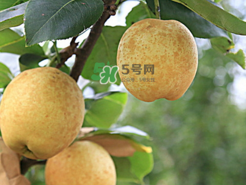 水晶梨和雪梨的功效一樣嗎？水晶梨是雪梨嗎？