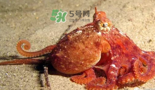 章魚有牙齒嗎？章魚天敵是什么