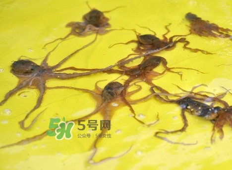 章魚會(huì)咬人嗎？章魚會(huì)吃人嗎