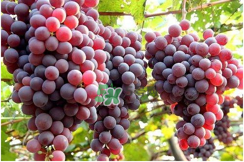 心形葡萄什么品種？心形葡萄怎么種？