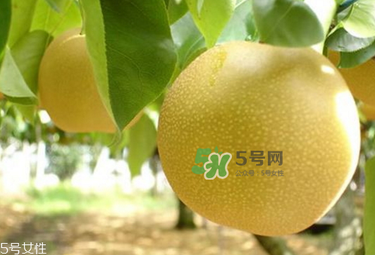 貢梨可以做冰糖雪梨嗎？貢梨可以燉川貝嗎？