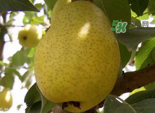 巴梨的營養(yǎng)價值 巴梨的功效和作用 巴梨的營養(yǎng)價值 巴梨的功效和作用