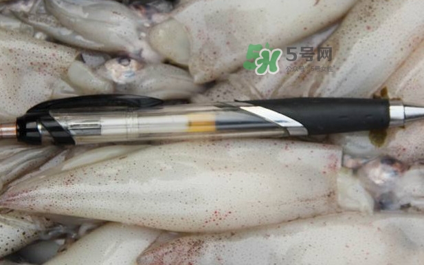 筆管魚是什么魚？筆管魚怎么吃