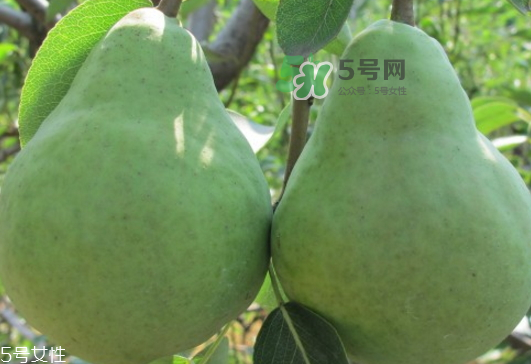 巴梨怎么吃？巴梨是熱性還是涼性的？