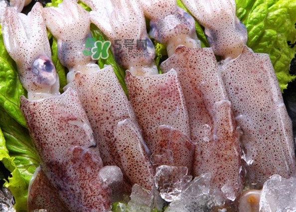 筆管魚是魷魚嗎？筆管魚和魷魚的區(qū)別