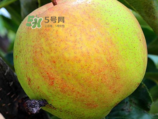 蘋果梨是轉(zhuǎn)基因還是變基因？蘋果梨的功效與作用