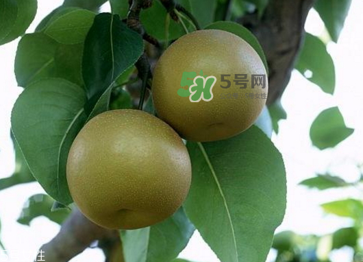 沙梨孕婦可以吃嗎？沙梨的功效與作用