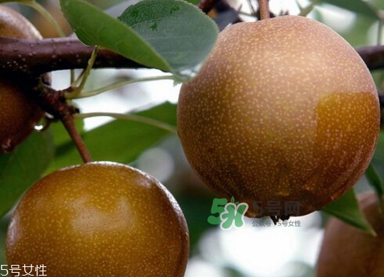 沙梨孕婦可以吃嗎？沙梨的功效與作用