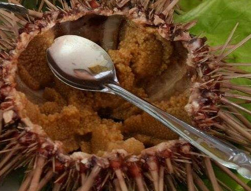 嬰兒能不能吃海膽？寶寶多大能吃海膽