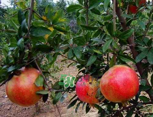 河陰石榴什么時候成熟？河陰石榴多少錢一斤？