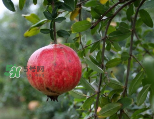 河陰石榴什么時候成熟？河陰石榴多少錢一斤？