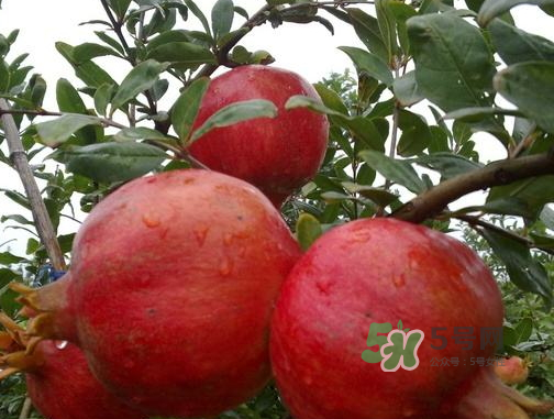 河陰石榴什么時候成熟？河陰石榴多少錢一斤？