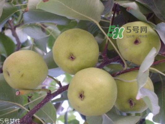 沙梨怎么做才好吃？沙梨的熱量