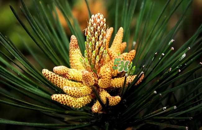 松花粉孕婦可以吃嗎？孕婦吃松花粉有什么好處？