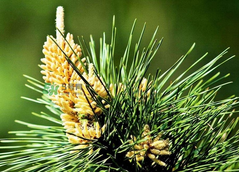 松花粉能治腎炎嗎？腎炎吃哪些食物好？