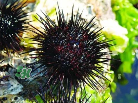 孕婦可以吃海膽嗎？孕婦能吃海膽嗎