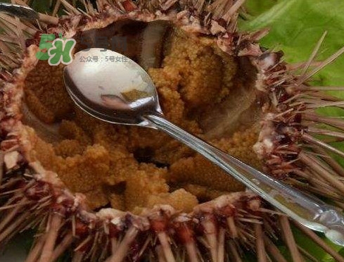 孕婦可以吃海膽嗎？孕婦能吃海膽嗎