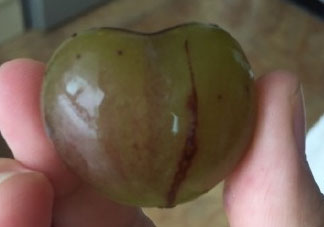 心形葡萄能吃嗎？心形葡萄和普通葡萄的區(qū)別