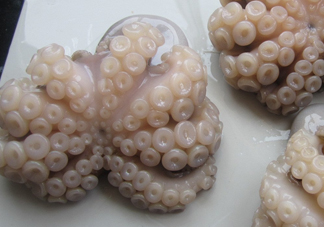 章魚有牙齒嗎？章魚天敵是什么