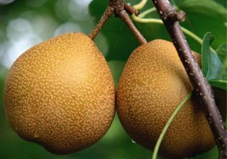 沙梨怎么做才好吃？沙梨的熱量