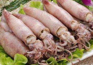 海兔子是什么？海兔子是墨魚嗎