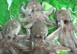 章魚會咬人嗎？章魚會吃人嗎