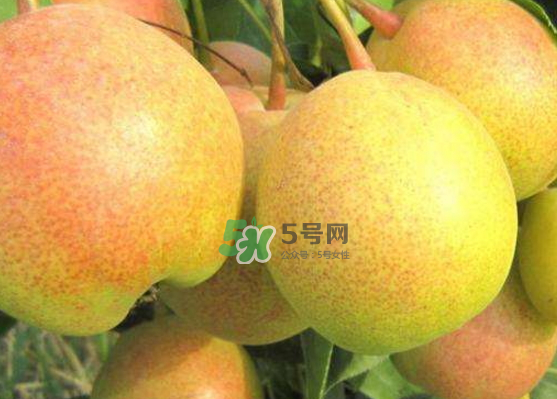 蘋果梨是轉(zhuǎn)基因還是變基因？蘋果梨的功效與作用