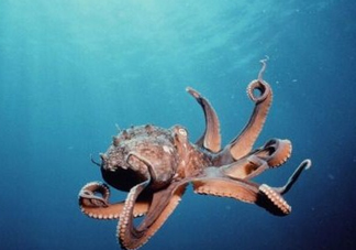 章魚是墨魚嗎？章魚有哪些特性
