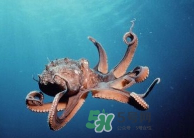 章魚是墨魚嗎？章魚有哪些特性
