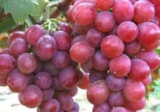 心形葡萄什么品種？心形葡萄怎么種？