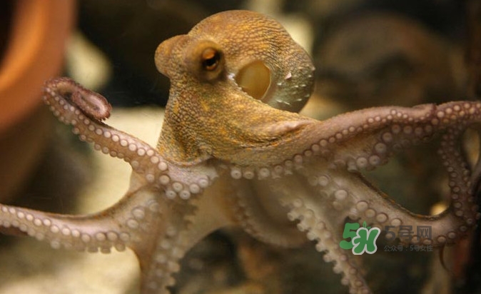 章魚會(huì)咬人嗎？章魚會(huì)吃人嗎