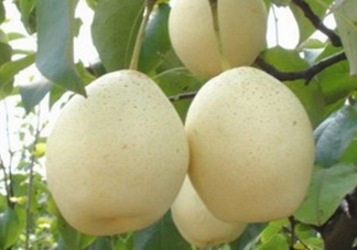 水晶梨和雪梨的功效一樣嗎？水晶梨是雪梨嗎？