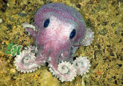 章魚是墨魚嗎？章魚有哪些特性