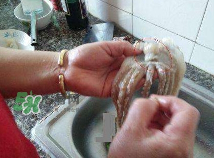 魷魚頭怎么切？魷魚怎么切花刀