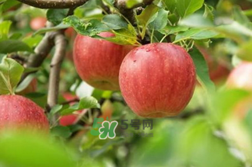 蘋果治便秘嗎？蘋果能治什么病