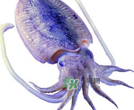 魷魚是墨魚嗎？魷魚和墨魚的區(qū)別