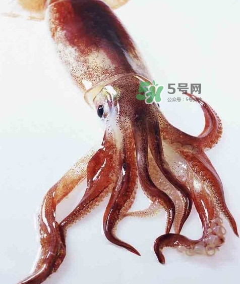 魷魚是墨魚嗎？魷魚和墨魚的區(qū)別