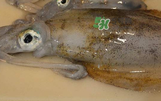 新鮮魷魚怎么保存？魷魚可以冷凍嗎