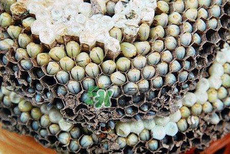 蜂蛹泡酒的方法 蜂蛹泡酒的功效 蜂蛹泡酒的方法 蜂蛹泡酒的功效