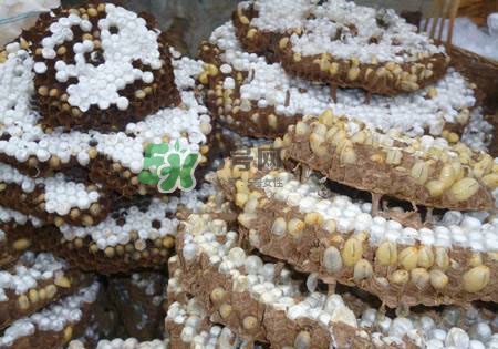 蜂蛹多少錢一公斤 蜂蛹怎么吃最有營養(yǎng) 蜂蛹多少錢一公斤 蜂蛹怎么吃最有營養(yǎng)