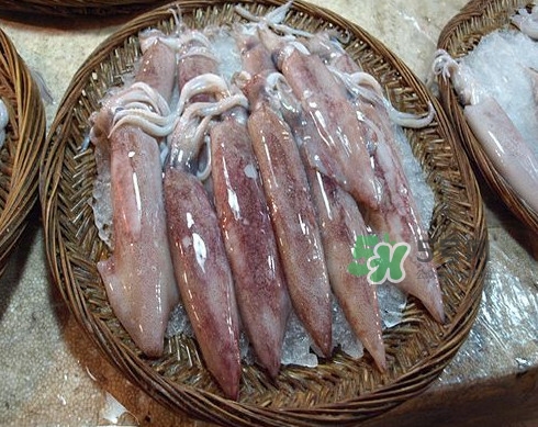 新鮮魷魚怎么處理？魷魚怎么清洗？