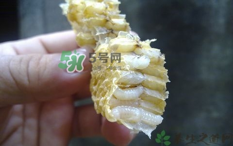 蜂蛹和枸杞能一起泡酒嗎？蜂蛹和枸杞泡酒的功效