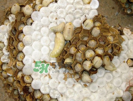 蜂蛹孕婦可以吃嗎？孕婦吃蜂蛹過敏怎么辦？