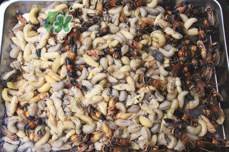 蜂蛹泡酒的方法 蜂蛹泡酒的功效 蜂蛹泡酒的方法 蜂蛹泡酒的功效