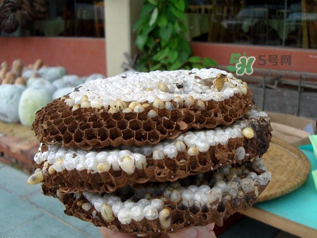 蜂蛹可以生吃嗎？蜂蛹的營養(yǎng)價值